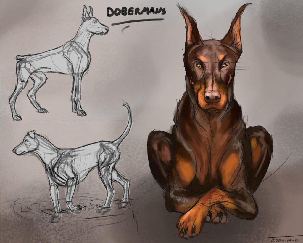 Doberman dog