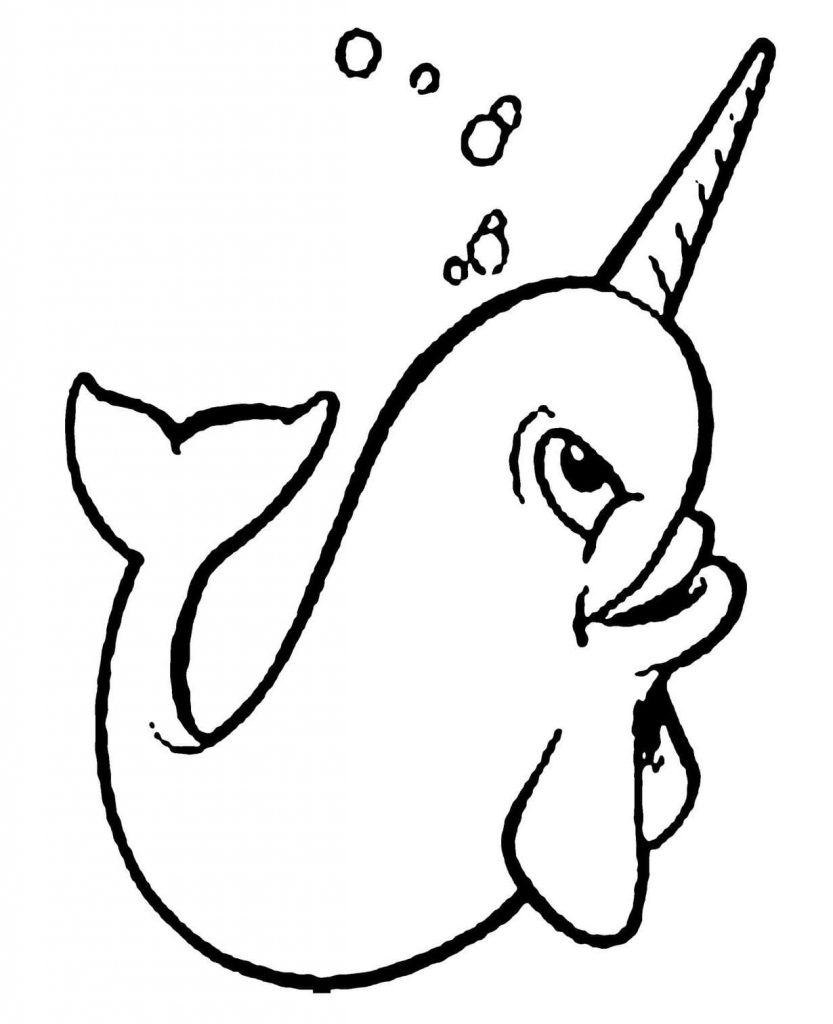 Little Narwhal