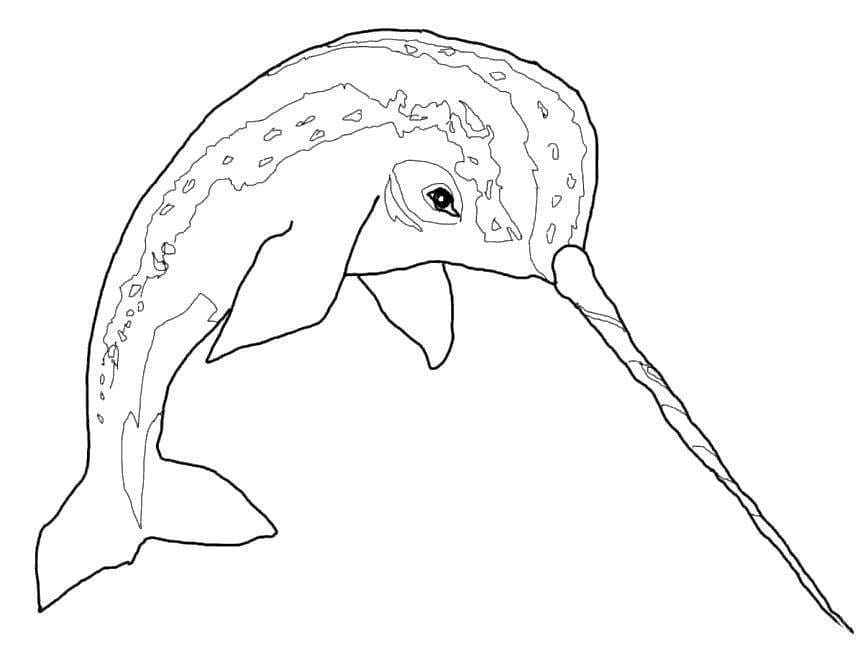 Narwal mit großem Horn