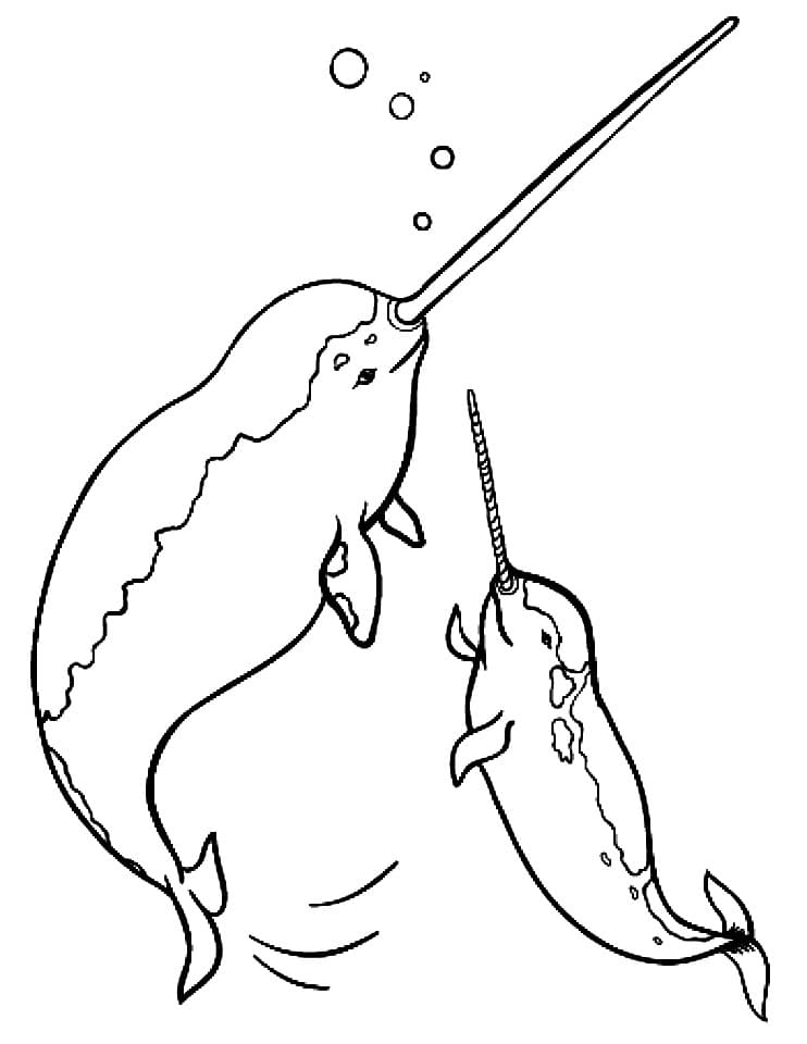 Two Narwhal