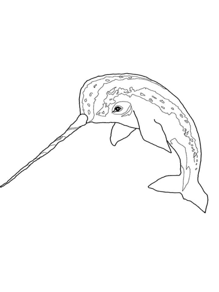 Sea animal narwhal