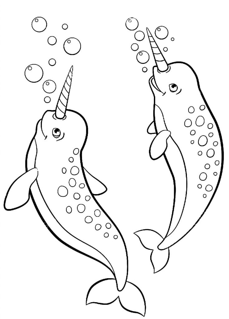 Two Narwhal