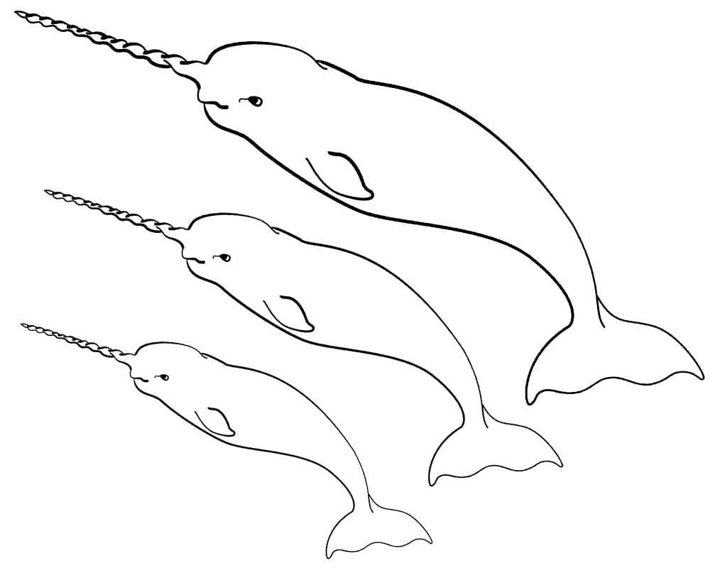 Three Narwhal