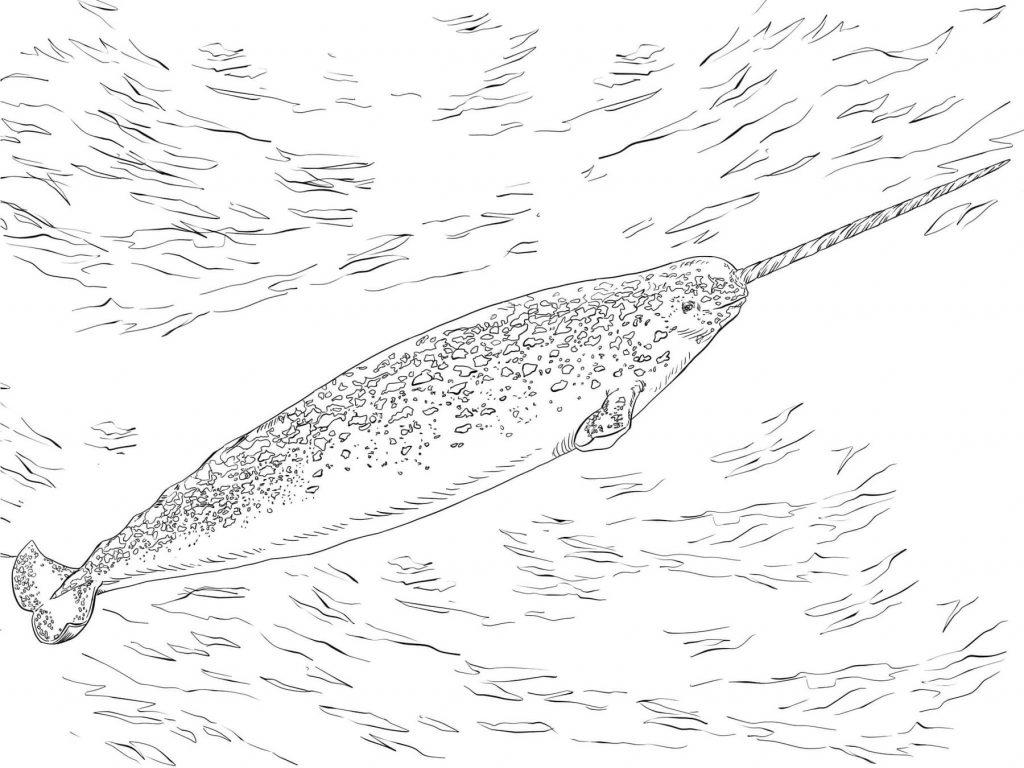 Realistic Narwhal