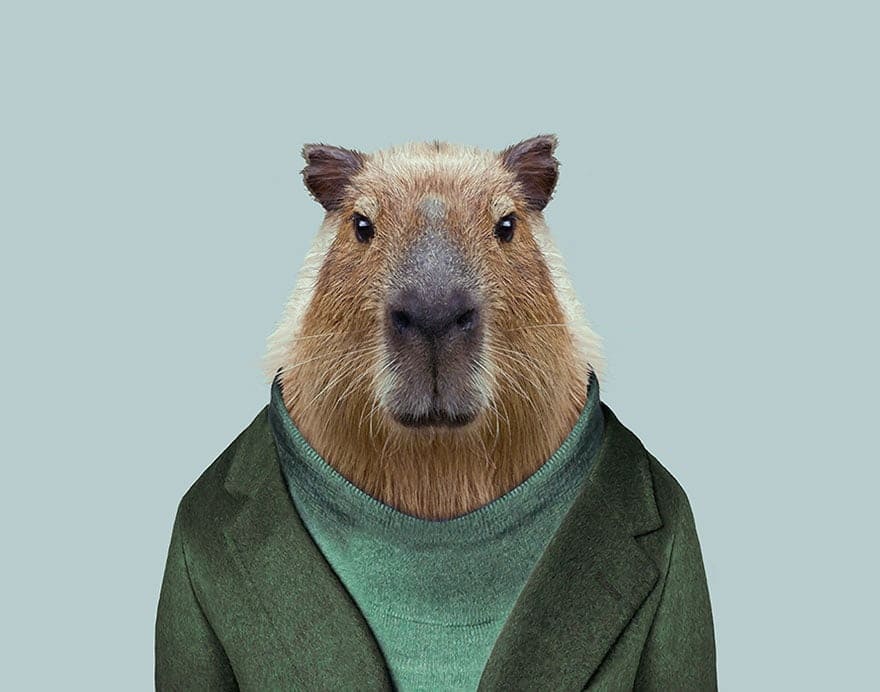 Capybara in a jacket