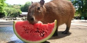 Capybara Avatar