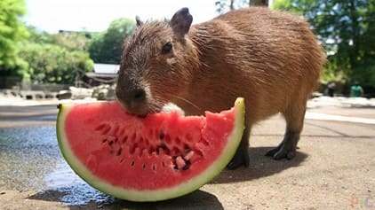 wonder-day-capybara-avatar (11)