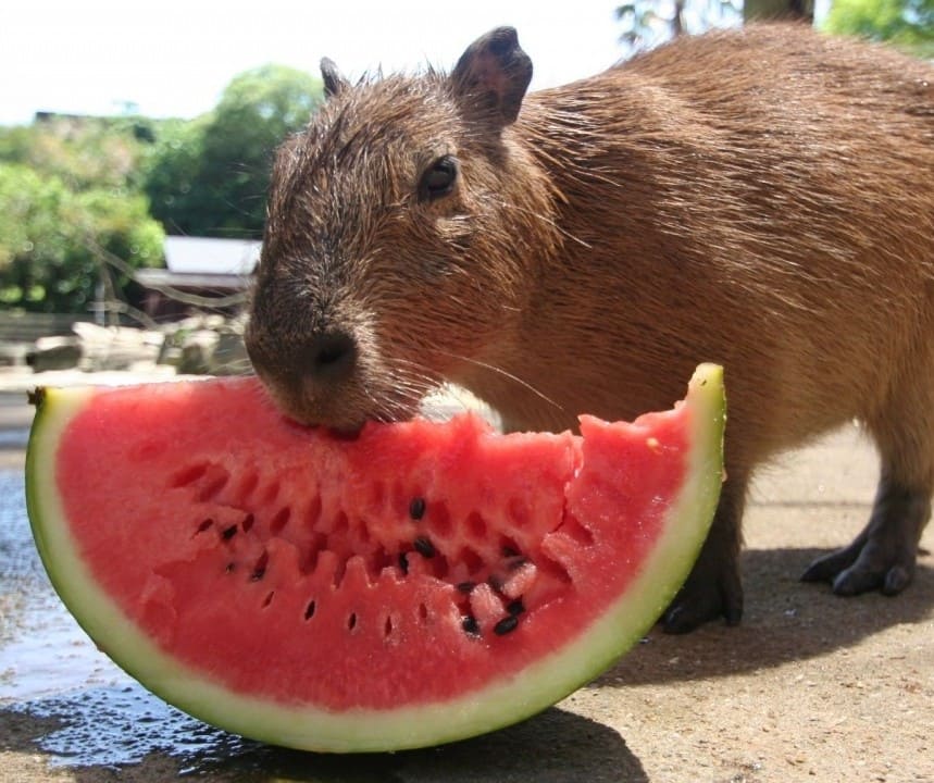 Capybara eating watermelon