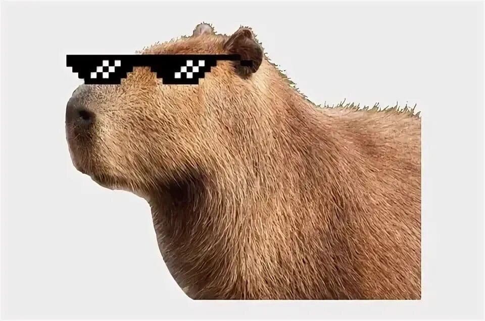 Capybara swag