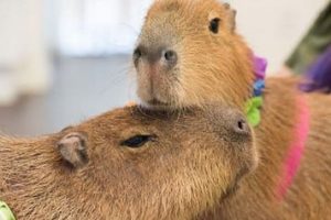 Coloriages Capybara