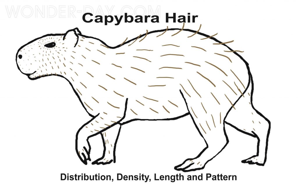 Capybara drawing for children