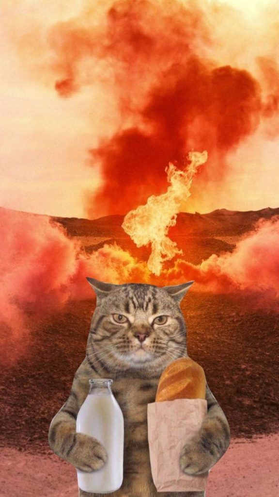 Cat with milk on the background of fire