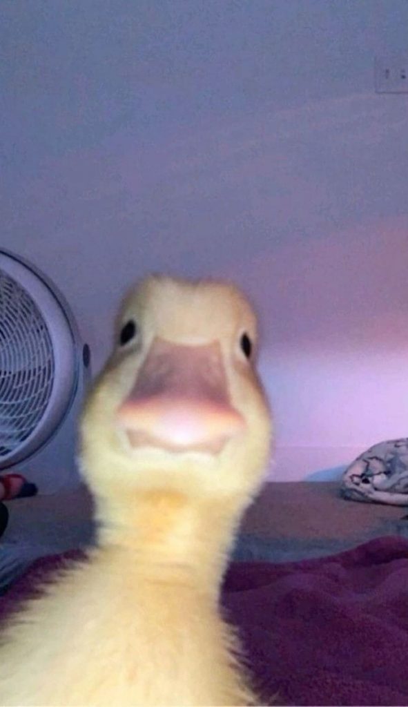 Funny duck