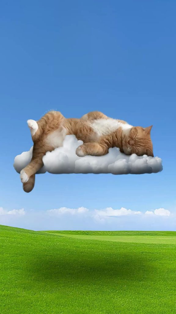 The cat sleeps on a cloud