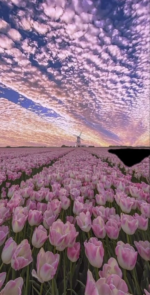 Tulip field and purple sky