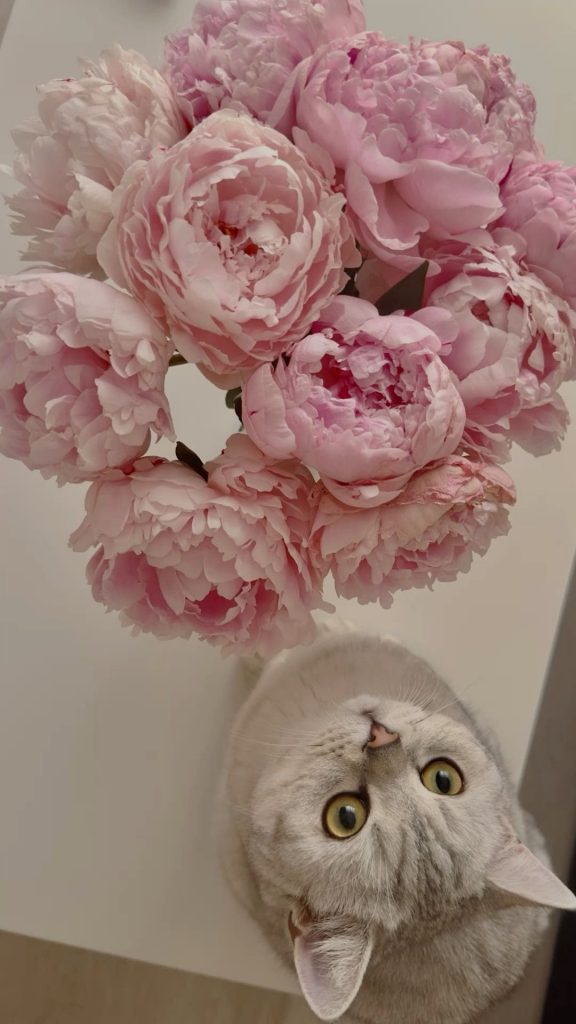 Cat and peonies