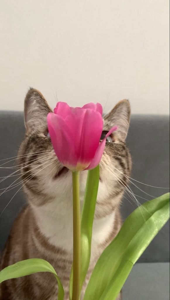 Cat and tulip