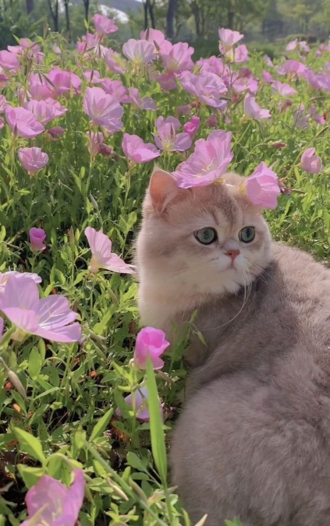 Chat mignon et fleurs