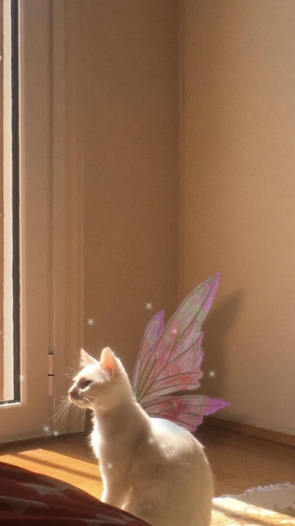 Kitten with wings