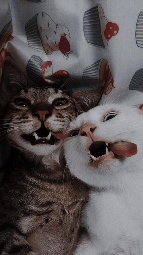 Two funny cats