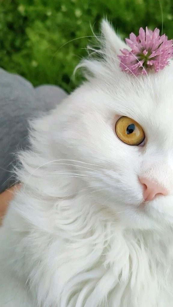 White cat with a flower