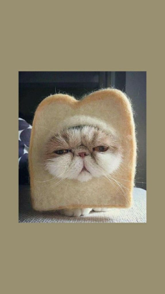 Gatto con il pane in faccia