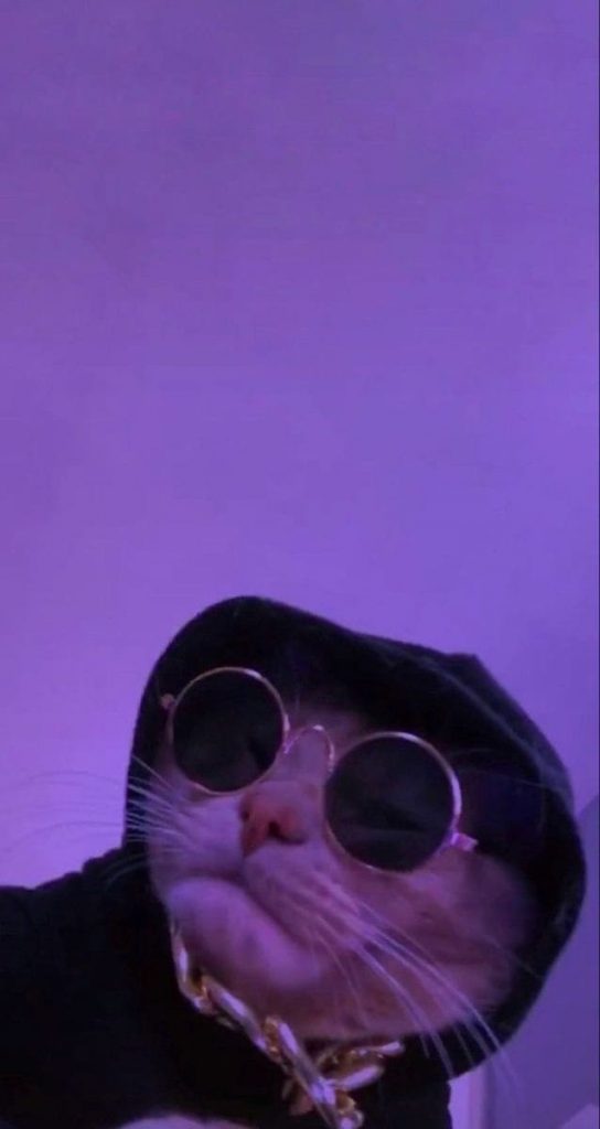 Chat avec des lunettes et une capuche