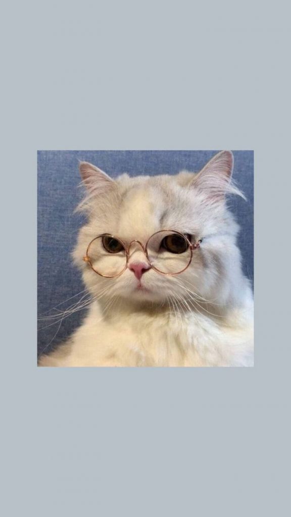 Cat with glasses