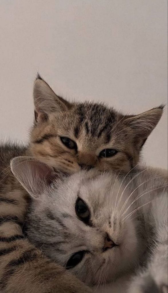 Kittens in love