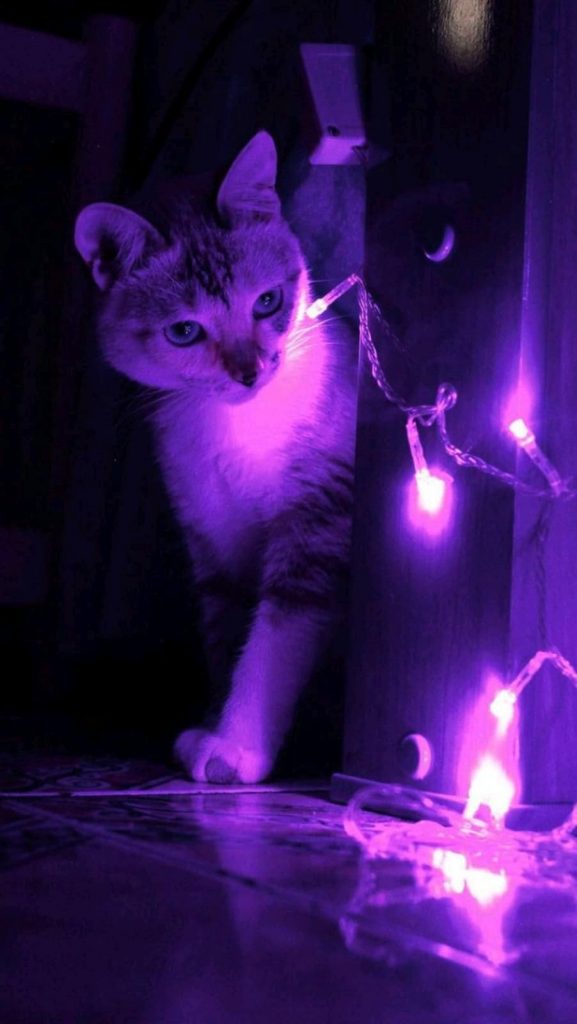 Le chat et les lumières violettes