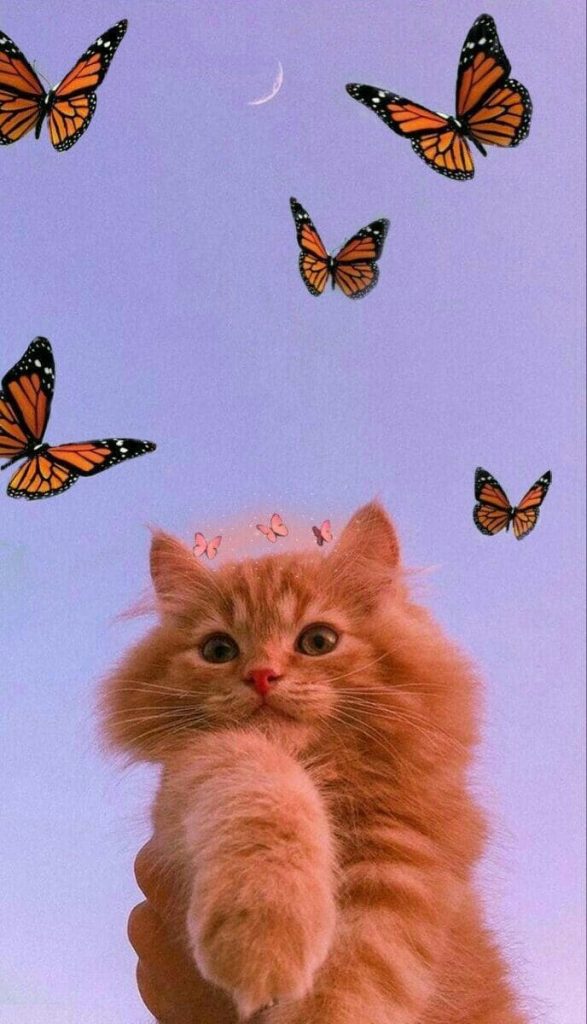 Kitten and butterflies