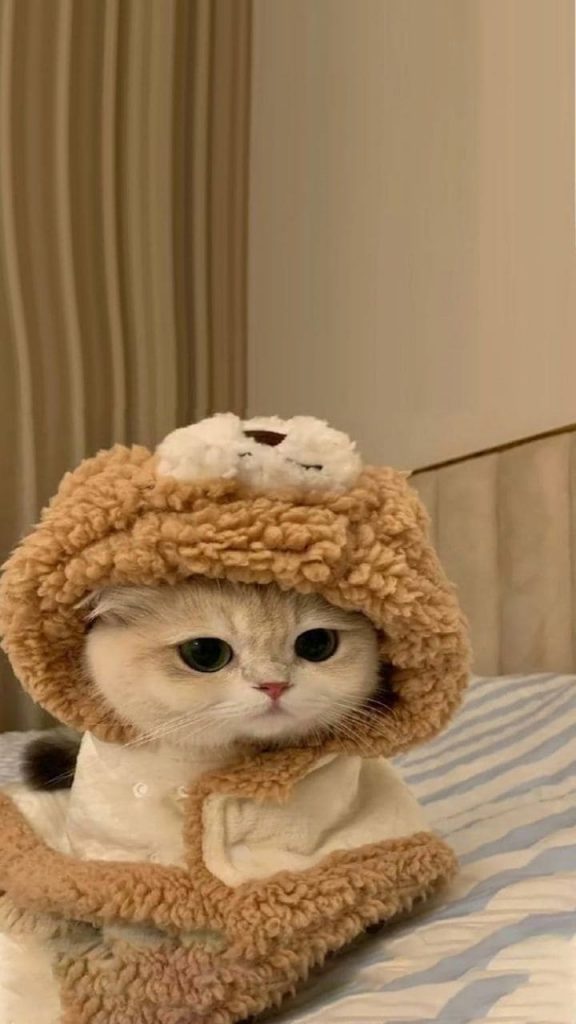 Cute kitten in clothes