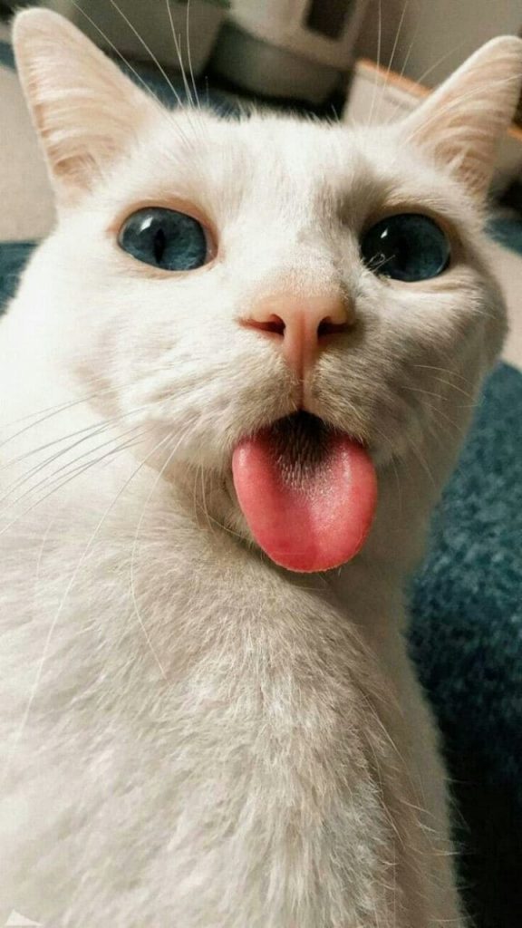 Funny cat